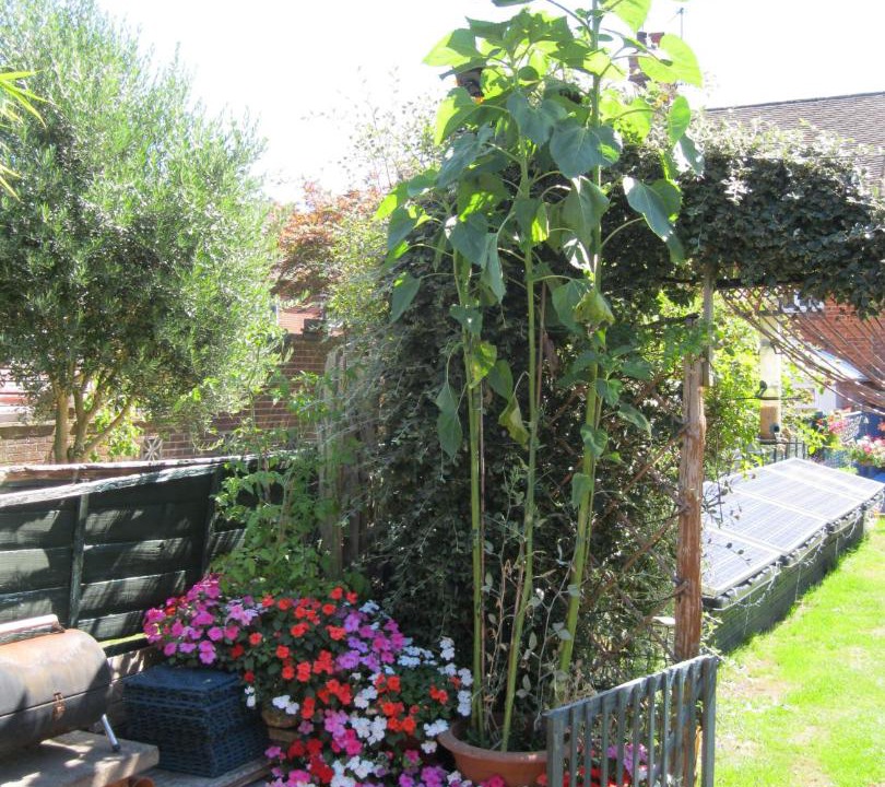 Photo of Others in Petersfield