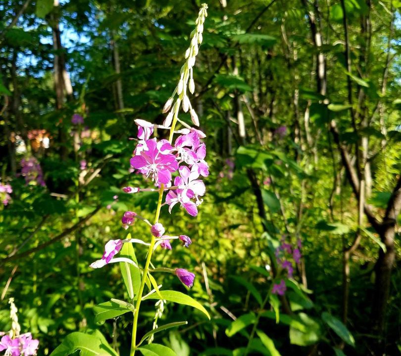 Photo of Others in Talkeetna