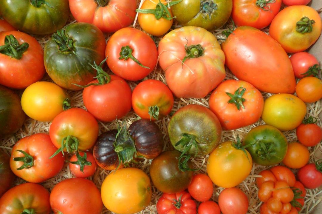 Photo of Others in Cheille