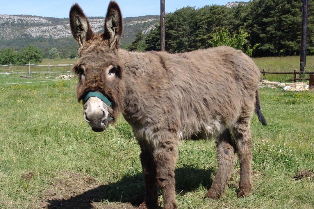 Photo of Others in Valderoure