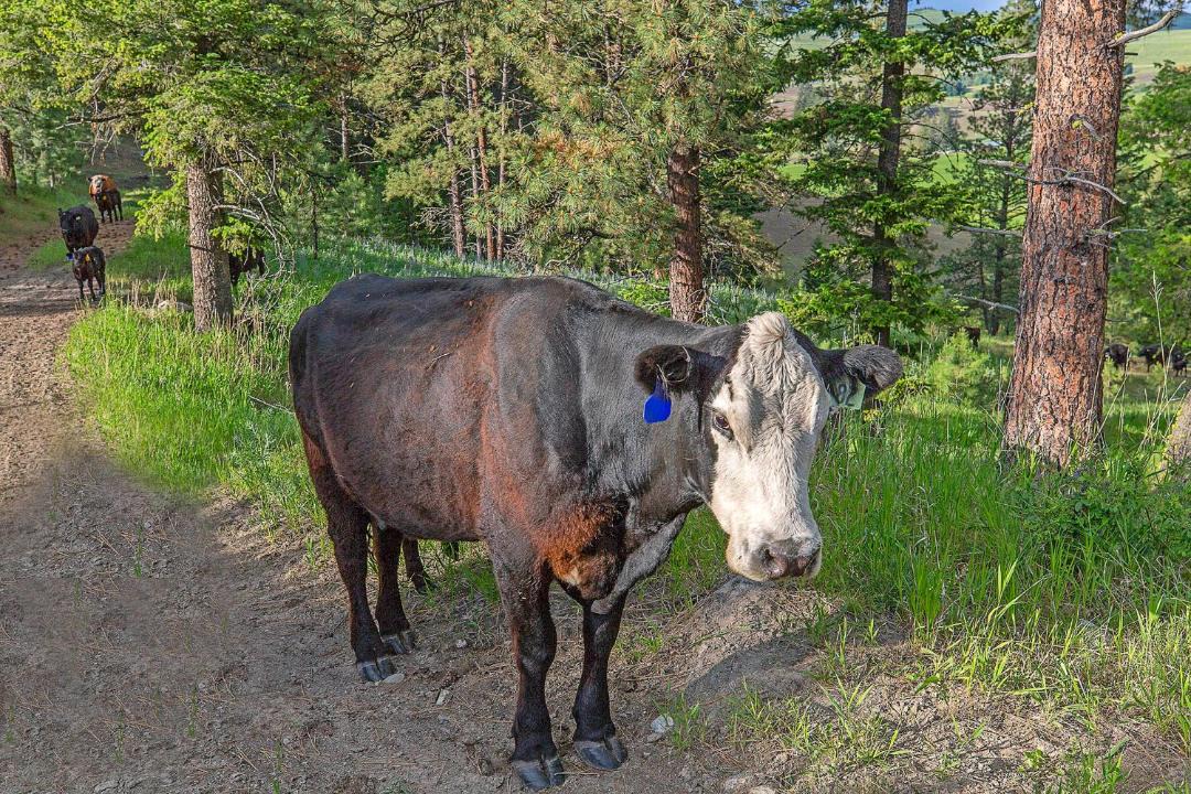 Photo of Others in Oroville