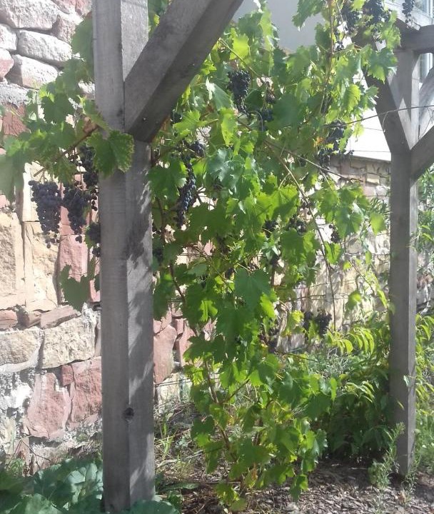 Photo of Others in Wissembourg