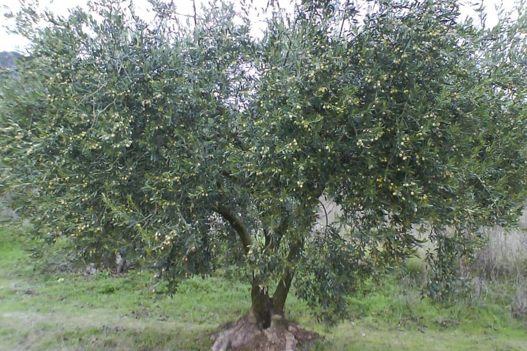 Photo of Outdoor in Crestet