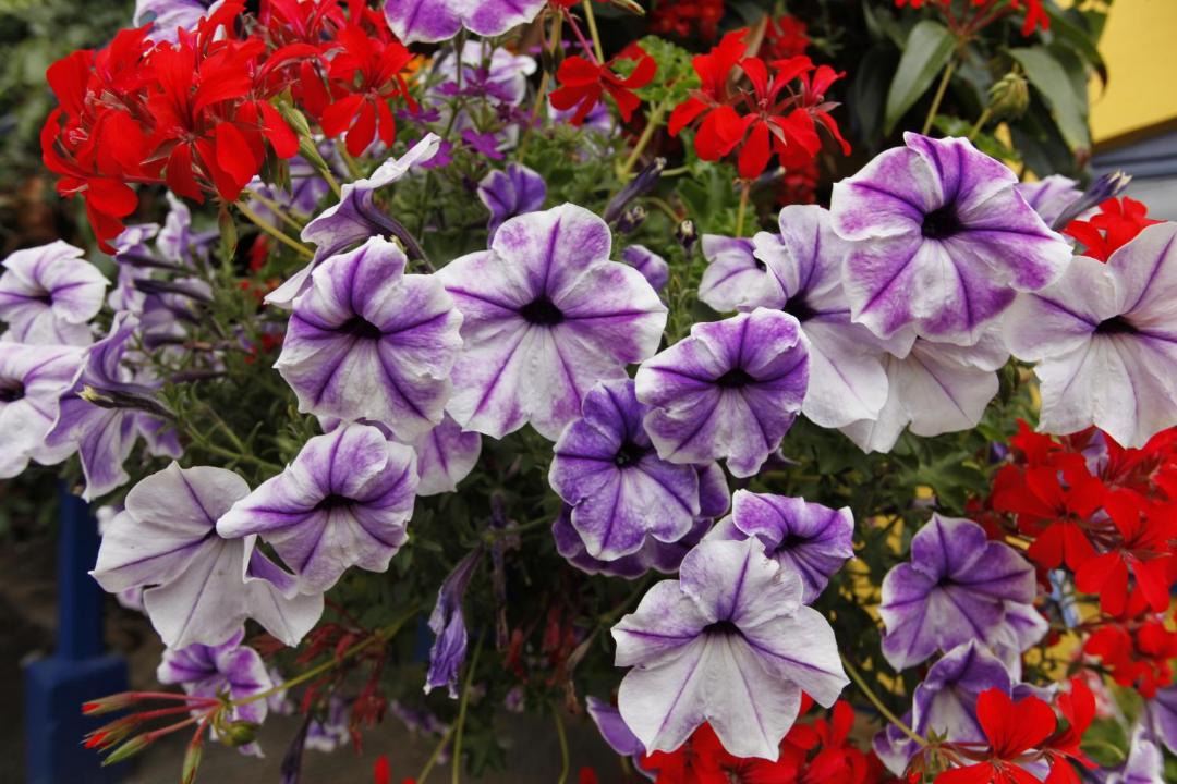 Photo of Others in Saltash