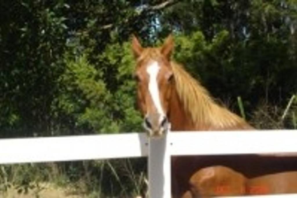 Photo of Others in Pauwela