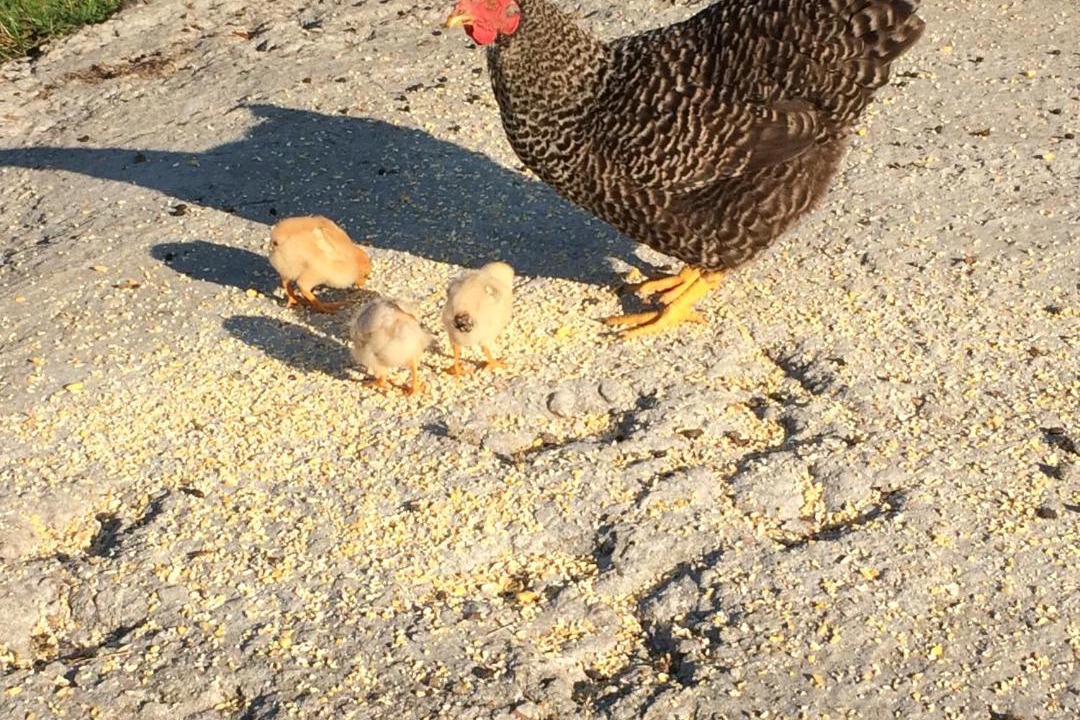Photo of Others in Bussiere-Poitevine