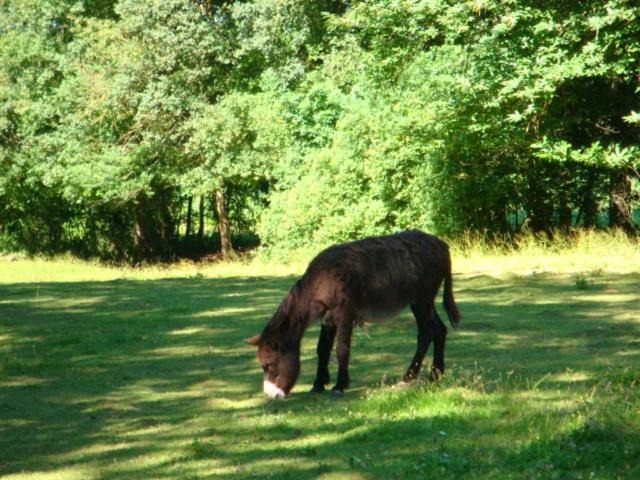 Photo of Others in Massay