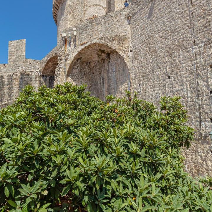 Photo of Others in Dubrovnik Old Town
