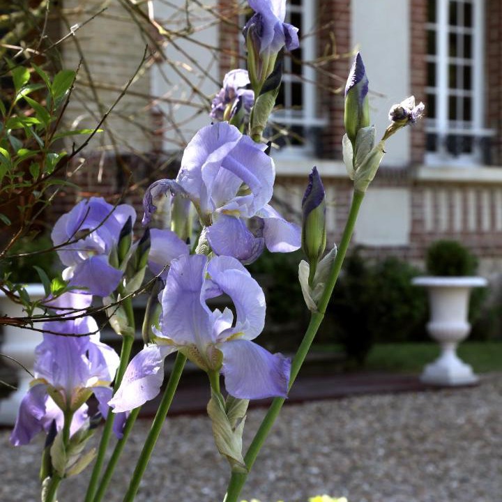 Photo of Others in Saint-Martin-aux-Chartrains