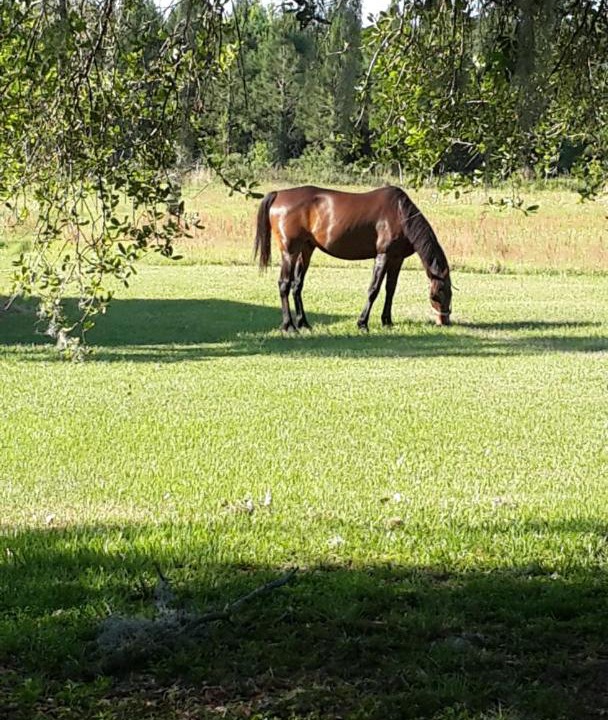 Photo of Others in Live Oak