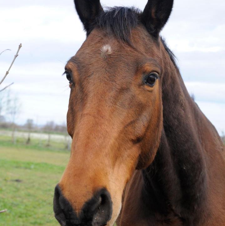 Photo of Others in Bessan