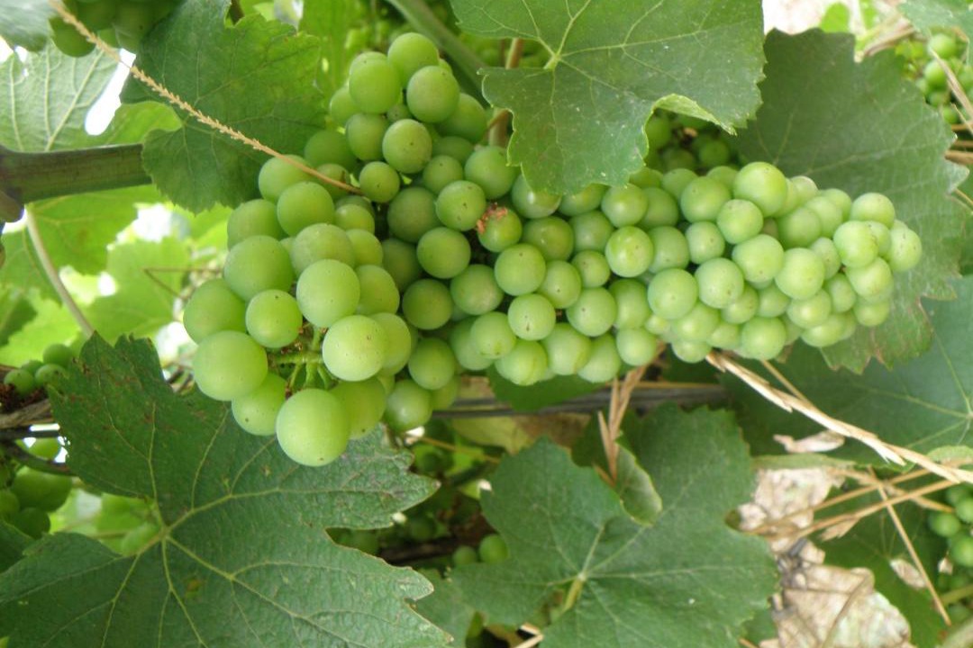 Photo of Others in Bessan