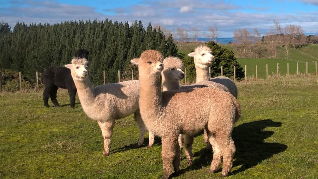 Photo of Others in Feilding