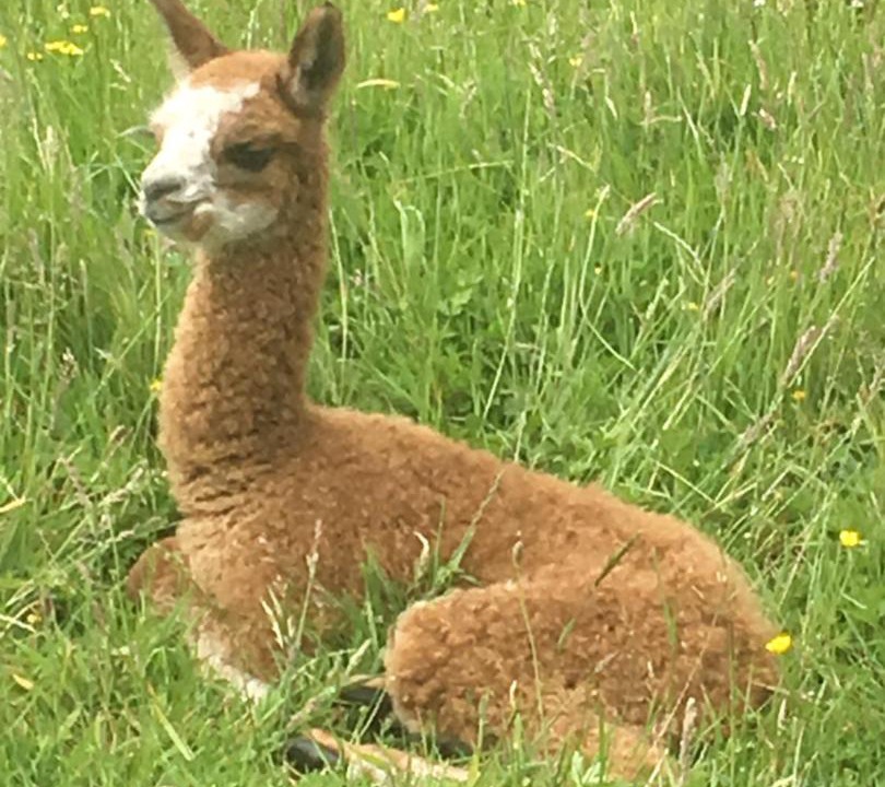 Photo of Others in Feilding