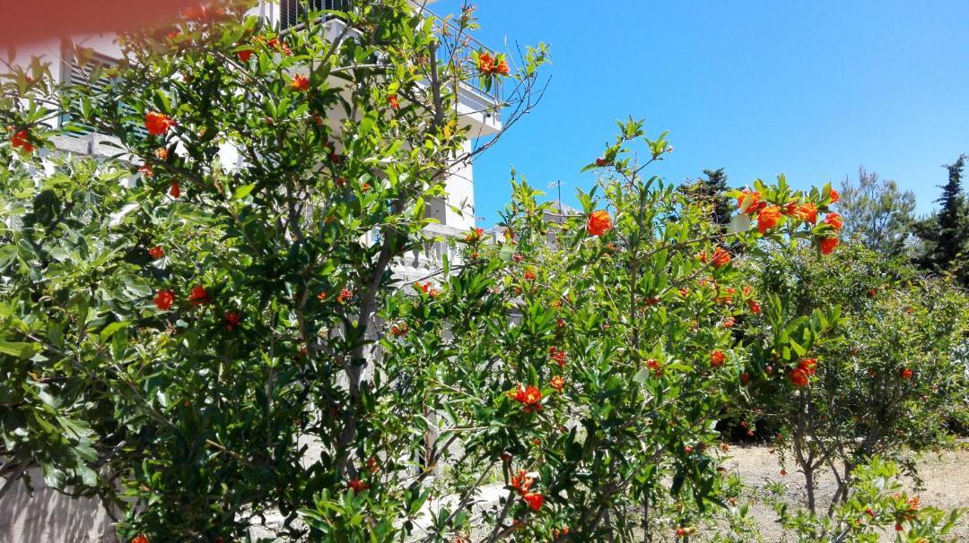 Photo of Outdoor in Milna