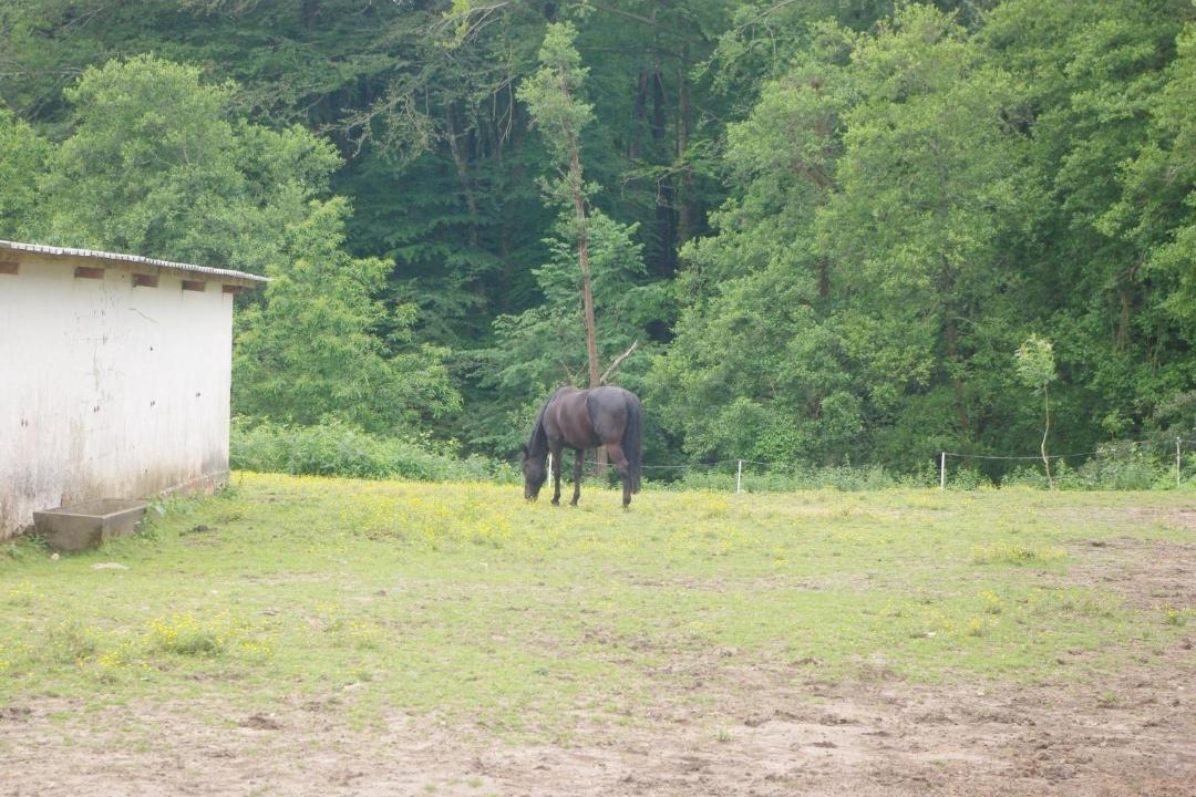 Photo of Others in Saint-Martin-de-Seignanx