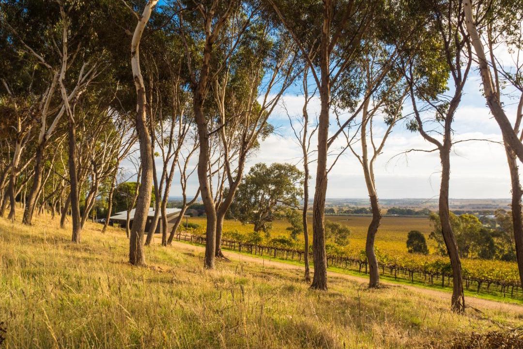 Photo of Others in McLaren Vale