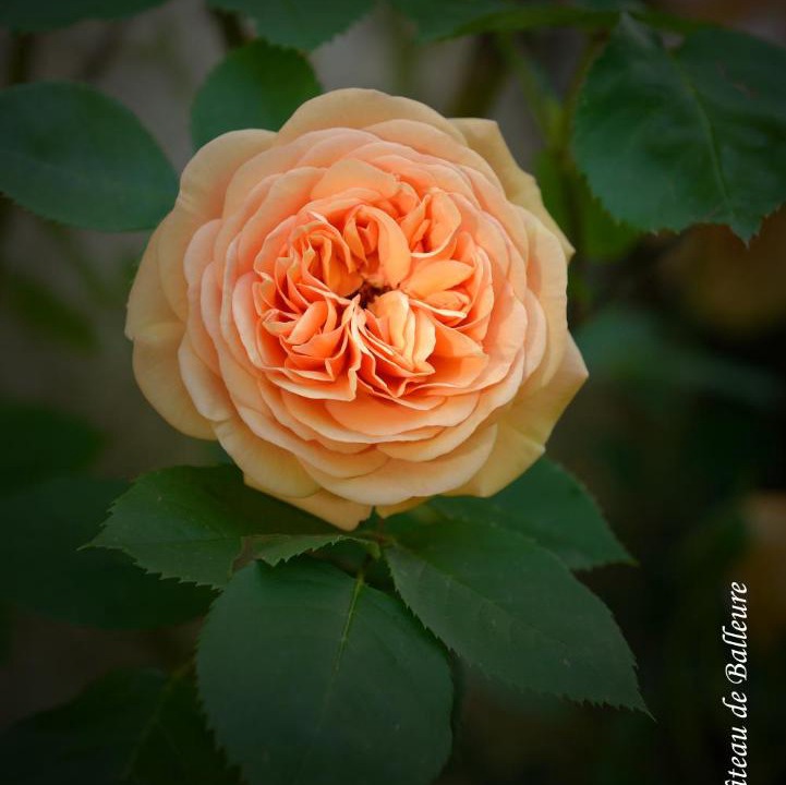 Photo of Others in Etrigny