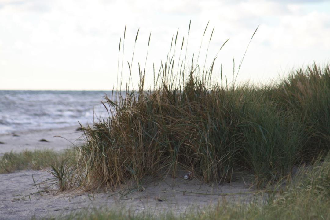 Photo of Others in Grena Strand