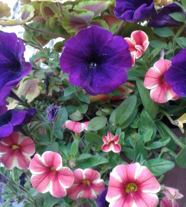 Photo of Others in South Shore