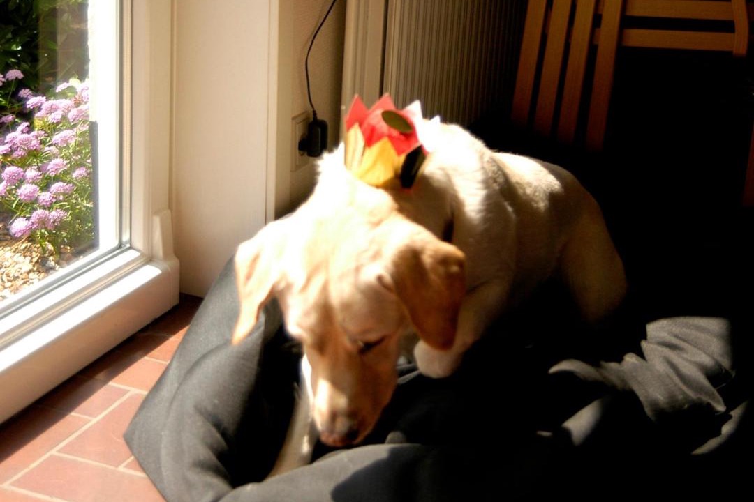 Photo of Others in Norre Nebel