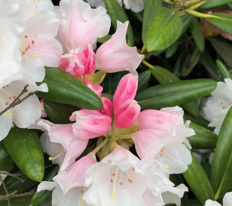 Photo of Others in Locronan