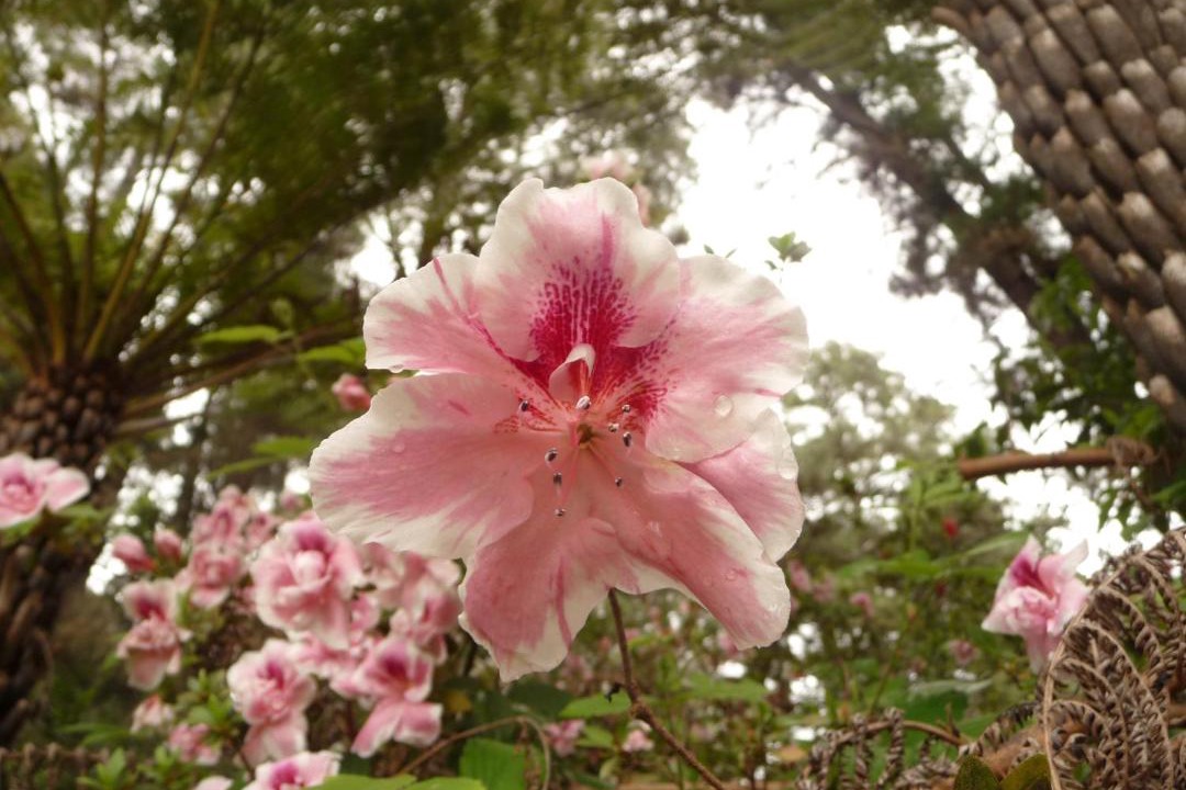 Photo of Others in Emerald