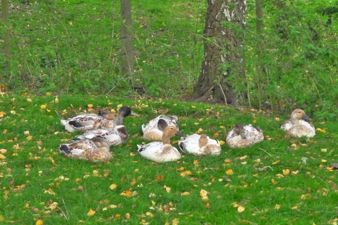 Photo of Others in Westbrook Court