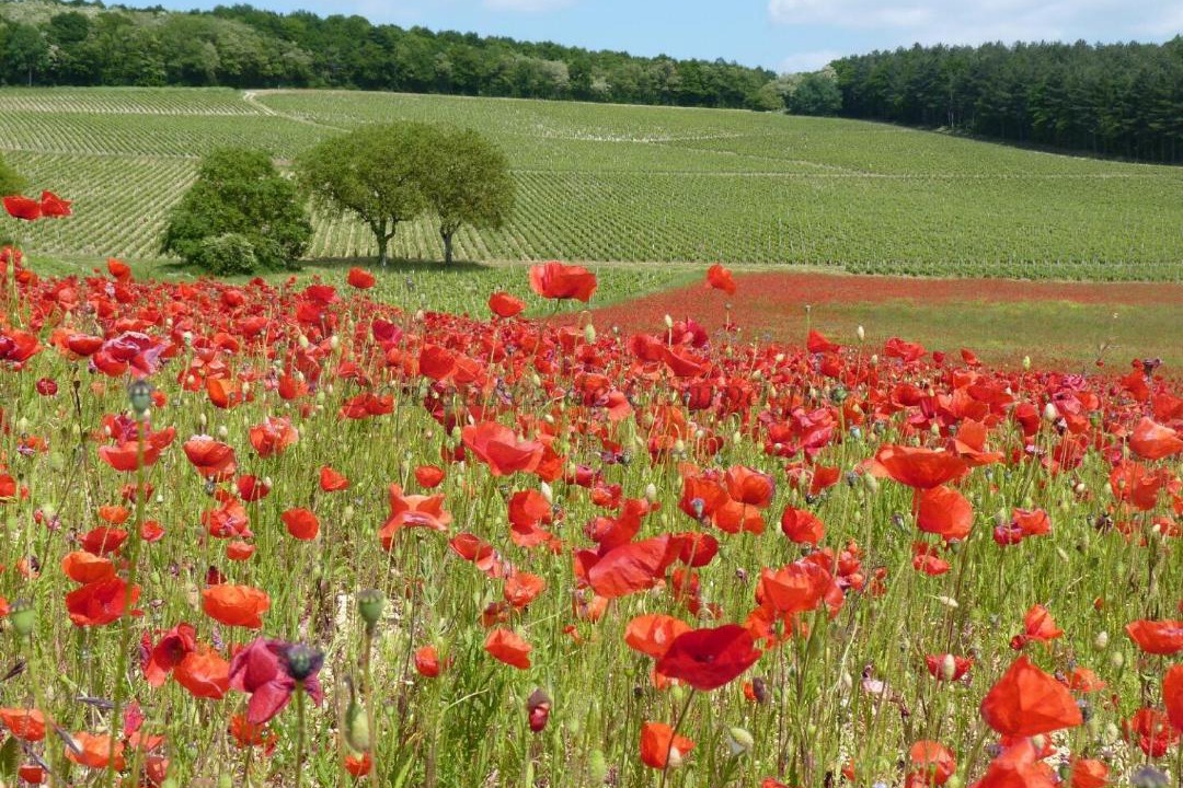Photo of Others in Sancerre