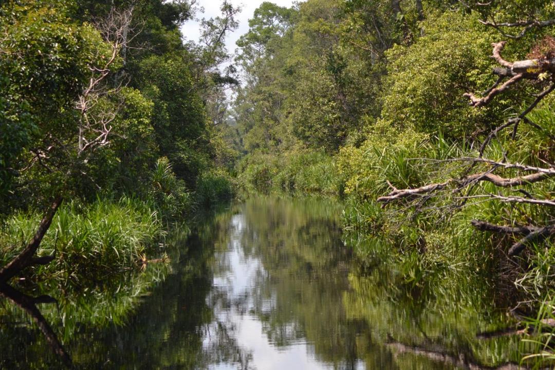 Photo of Others in Kumai