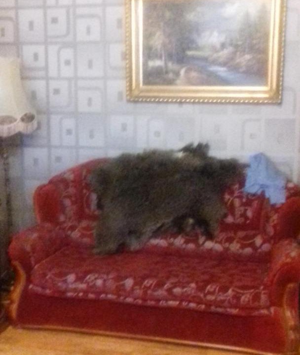 Photo of Livingroom in Vasil'Evskoe