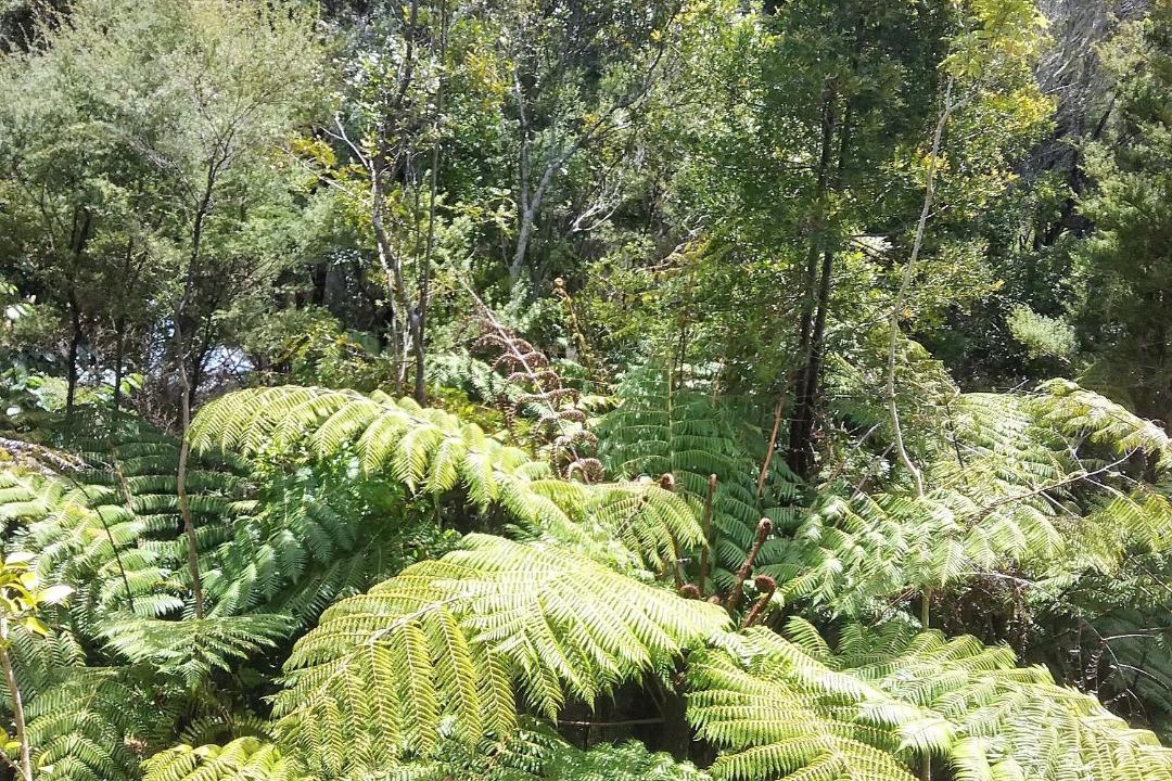 Photo of Outdoor in Paihia