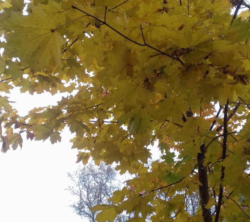 Photo of Others in Nizhniy Novgorod City Centre