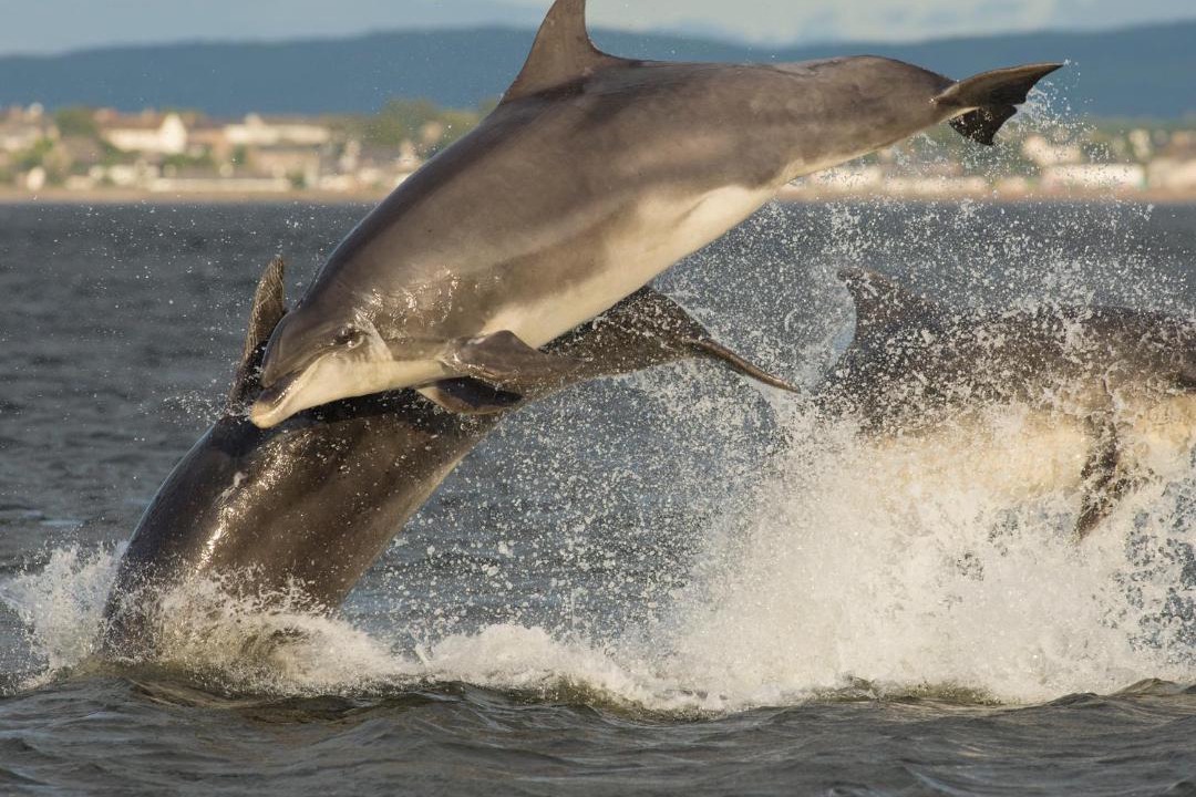Photo of Others in Fortrose