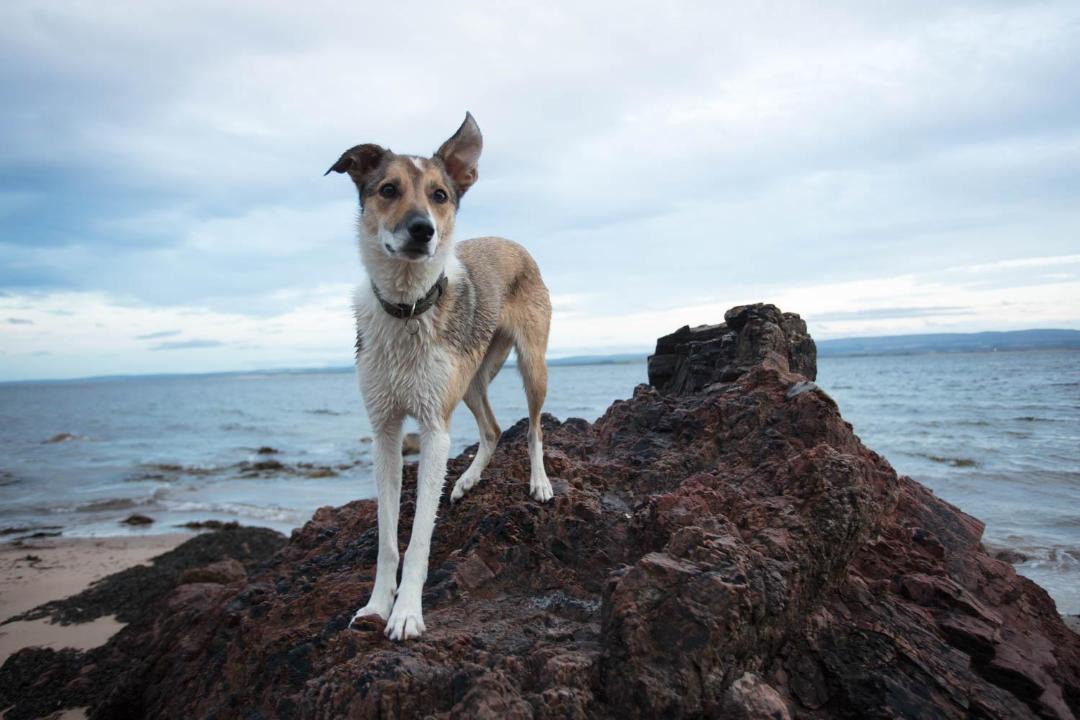 Photo of Others in Fortrose