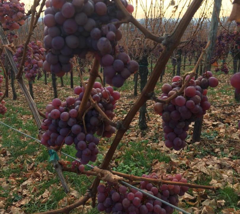 Photo of Others in Le Hohwald