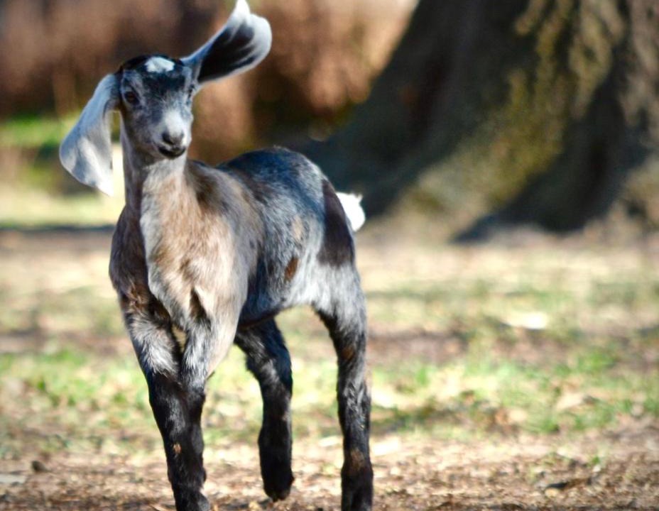 Photo of Human In Picture in Maintongoon