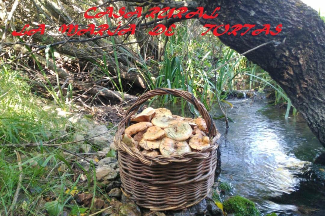 Photo of Others in Paterna del Madera