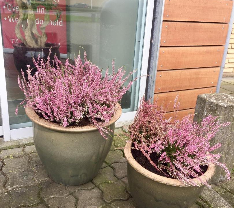 Photo of Others in Skive