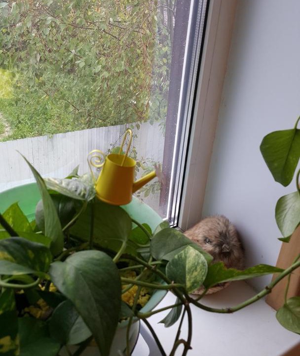 Photo of Others in Yakhroma