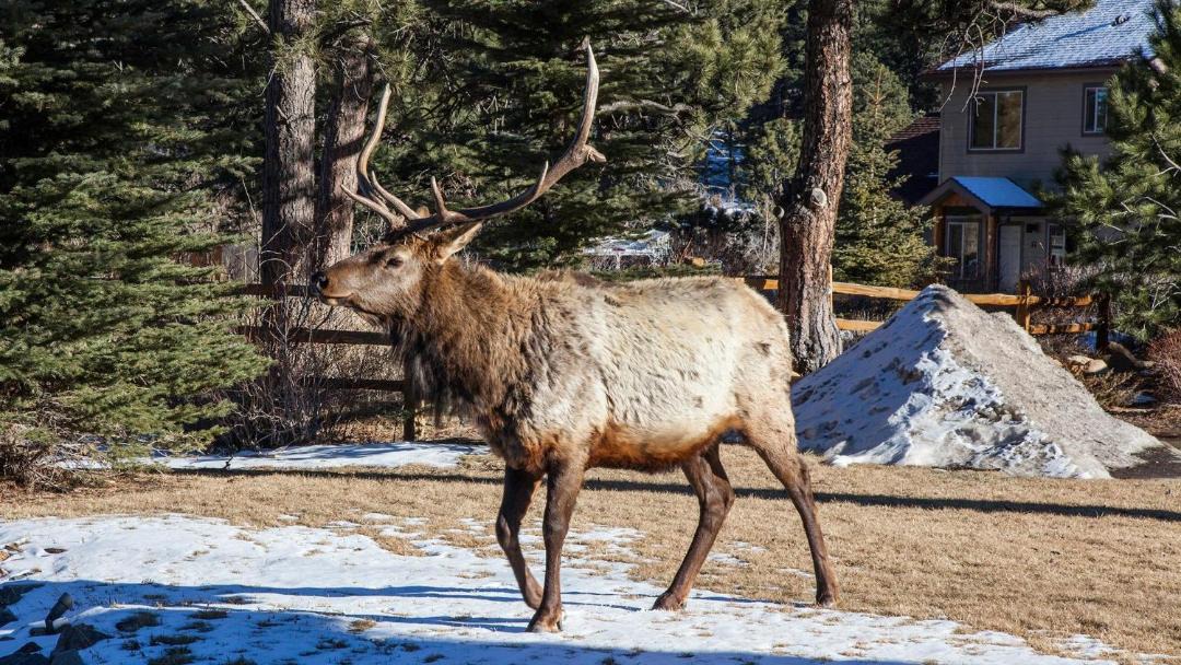 Photo of Others in Estes Park