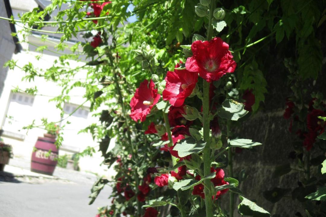 Photo of Outdoor in Crouzilles