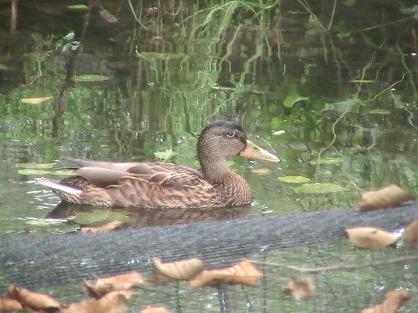 Photo of Others in Dabo