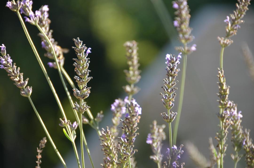 Photo of Others in Auriac-du-Perigord