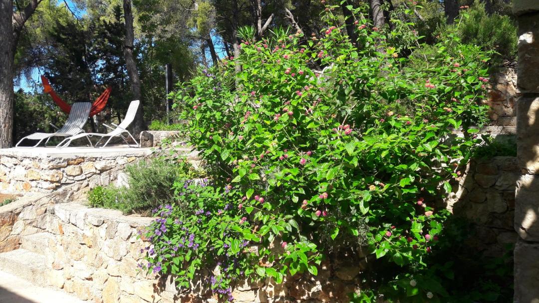 Photo of Others in Island Hvar
