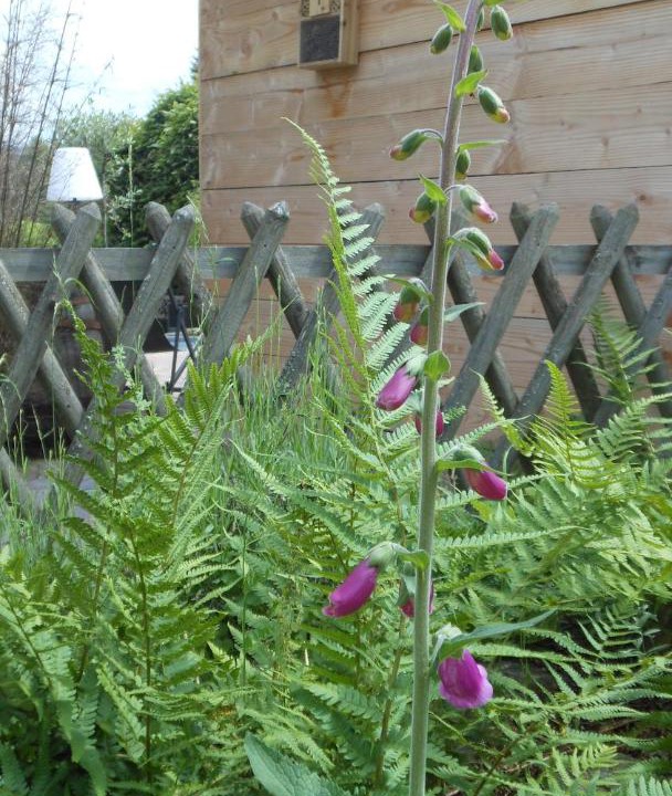 Photo of Outdoor in Dore-lʼEglise