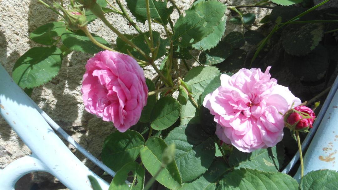 Photo of Outdoor in Dore-lʼEglise