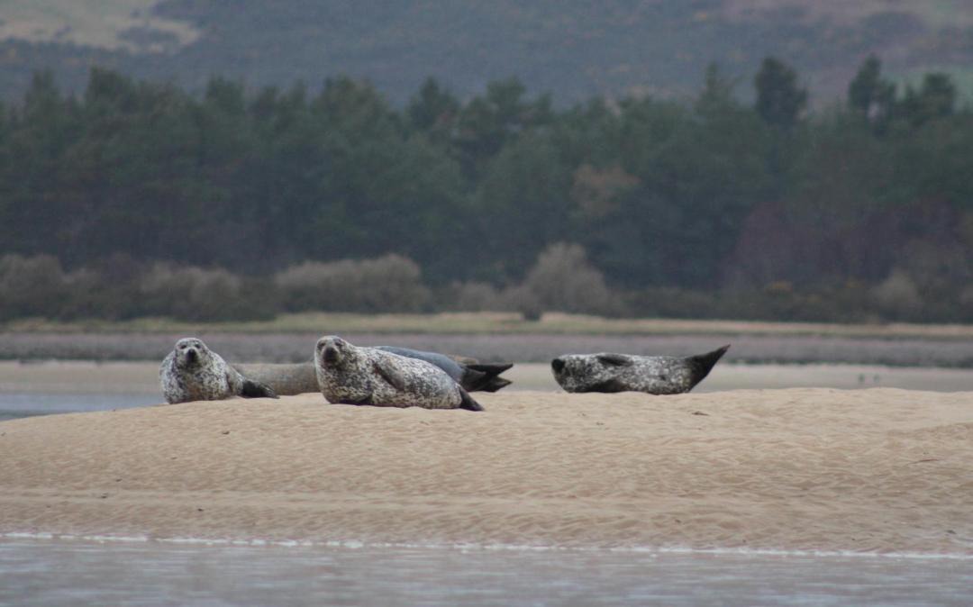 Photo of Others in Golspie