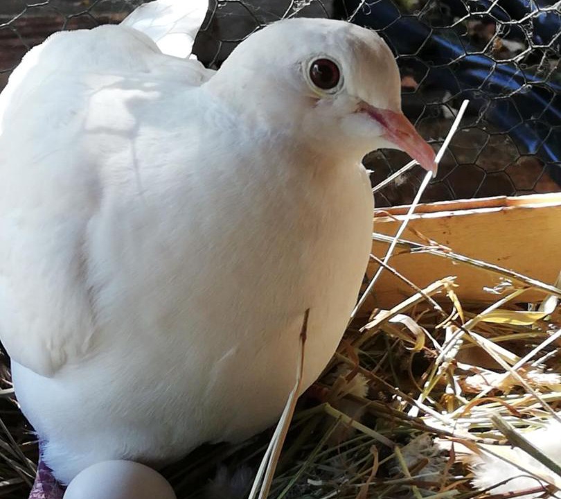 Photo of Others in Saint-Dizier-les-Domaines