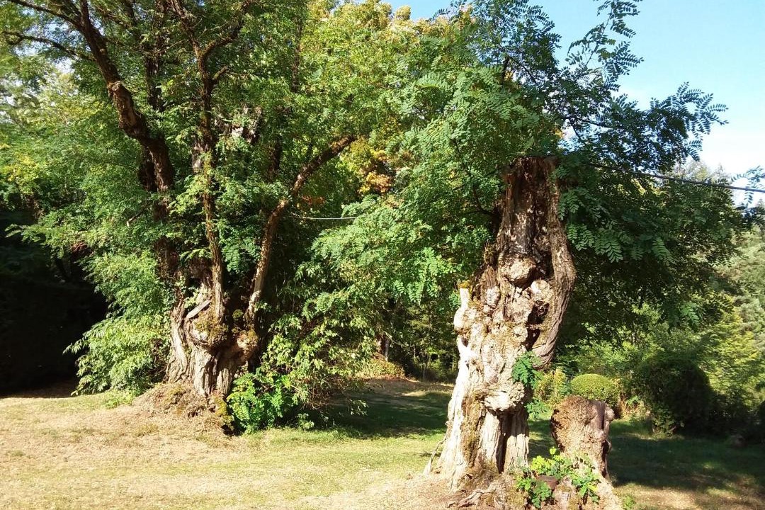 Photo of Others in Lamaziere-Basse